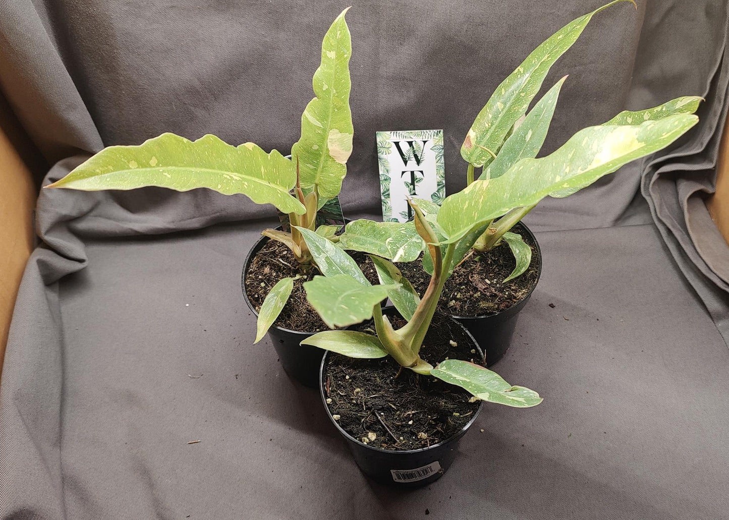 Philodendron Ring of Fire Variegated