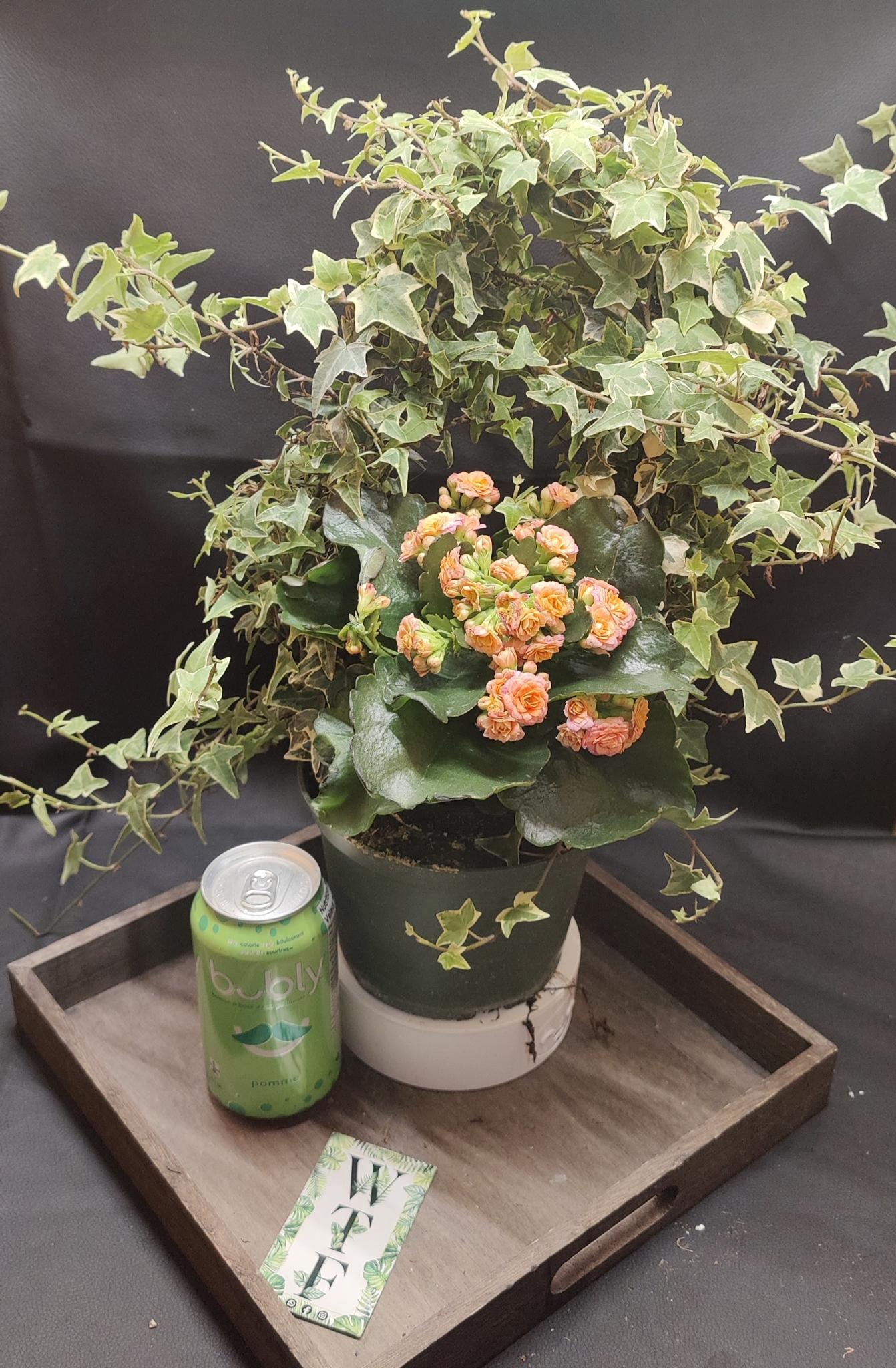 Ivy on Hoop w/ Beauties 6" pot