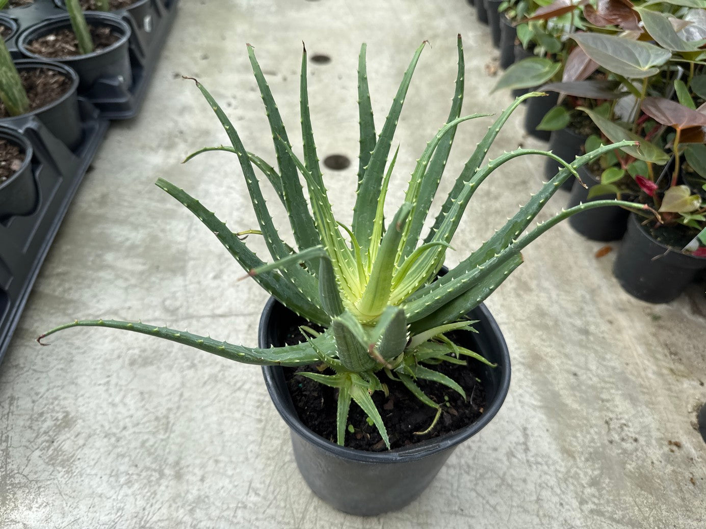 Aloe Vera Variegated