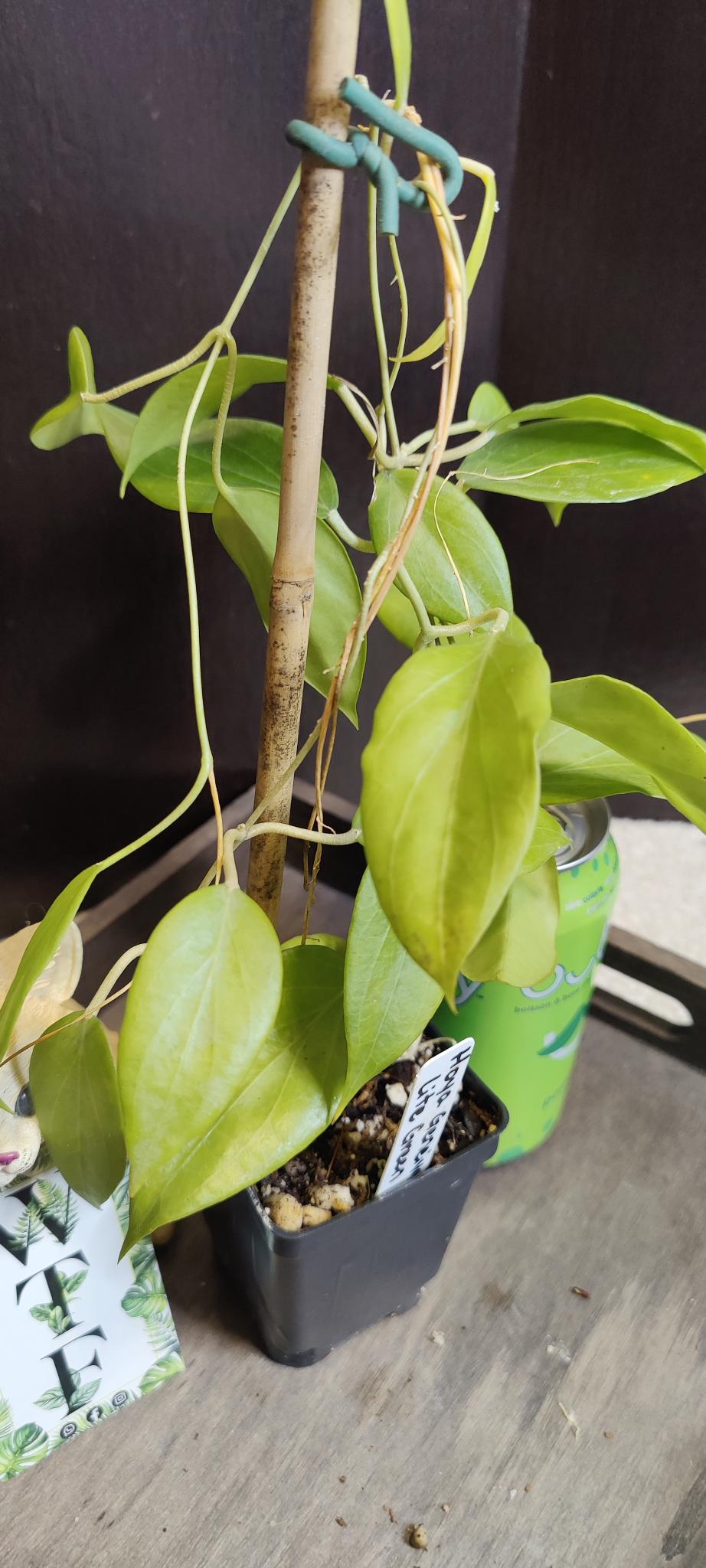 Hoya Genieve Lite Green