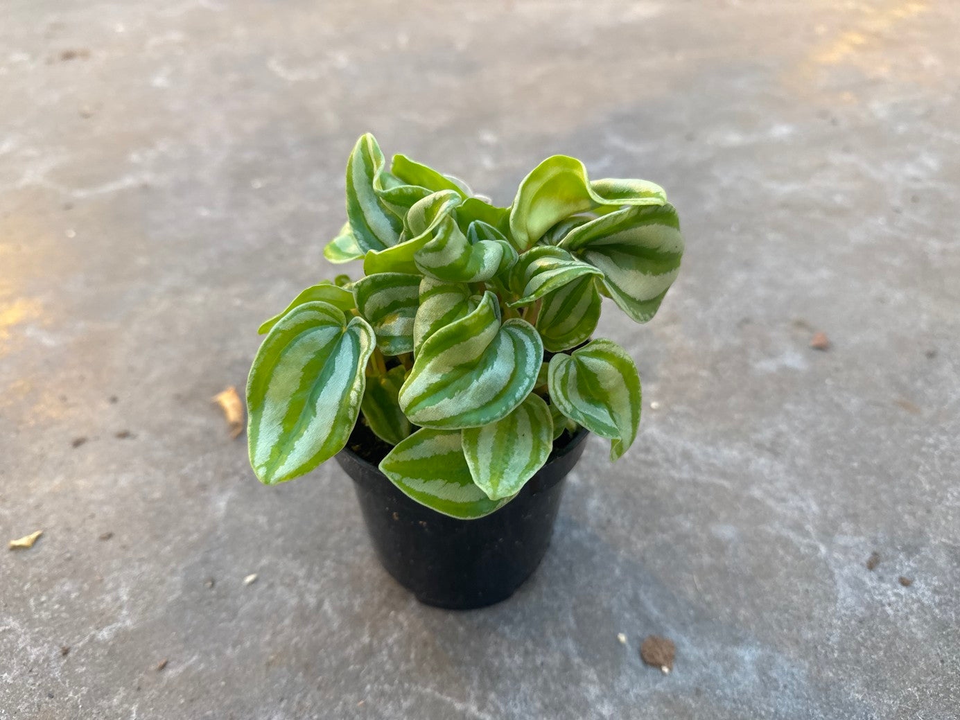Peperomia Watermelon