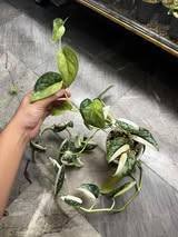 Scindapsus Maharlika Propagation