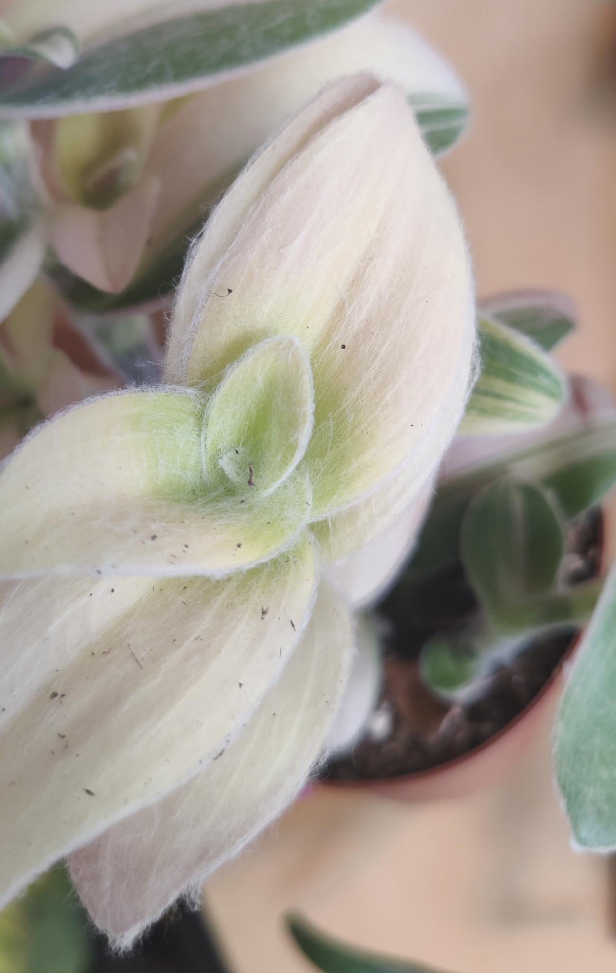 Tradescantia Sillamontana Variegata (Fuzzy) Tricolour