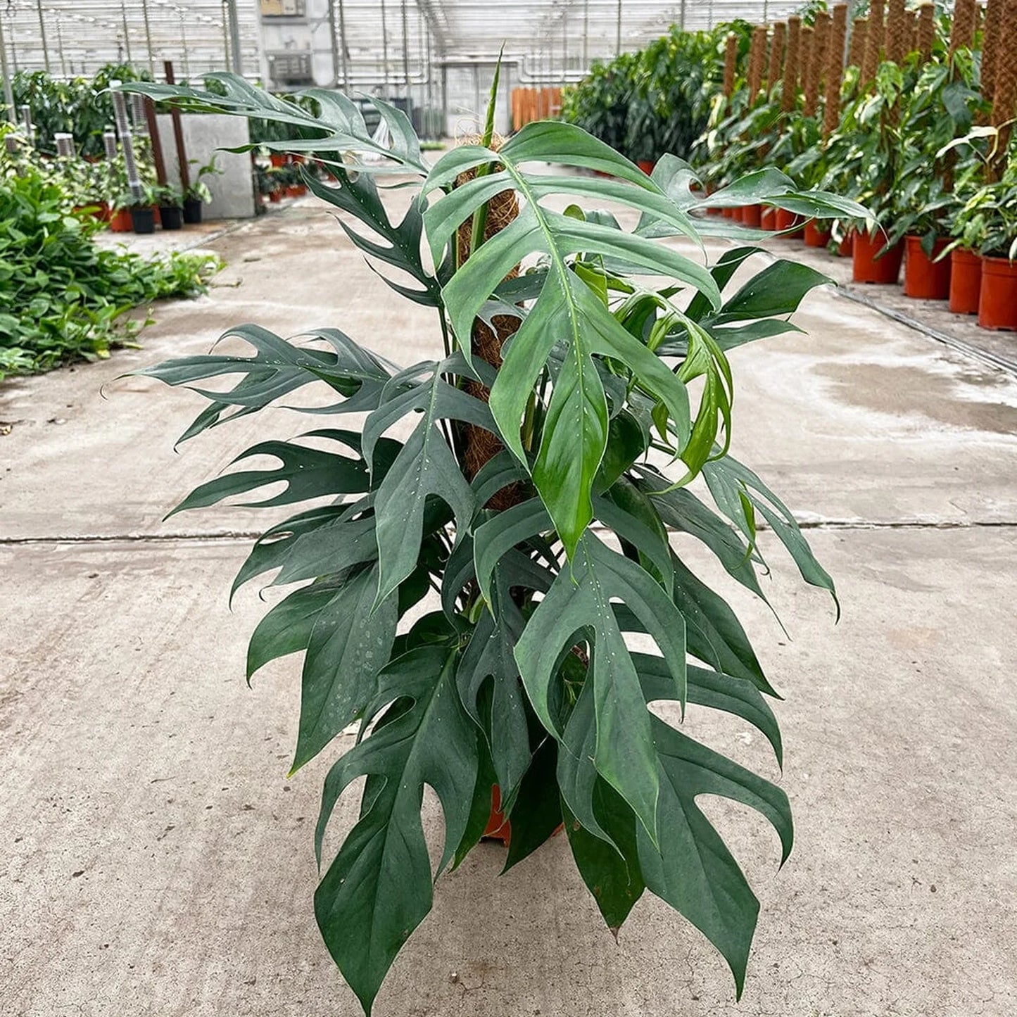 Baltic Blue Pothos
