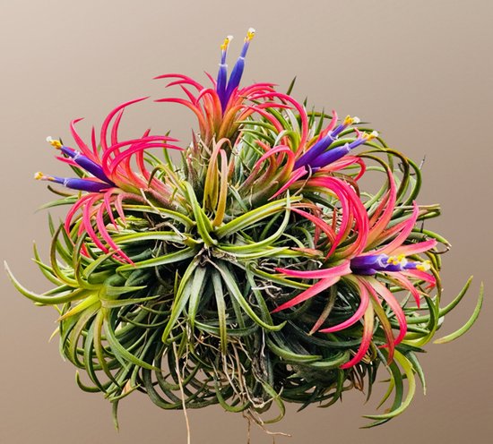 Air Plants