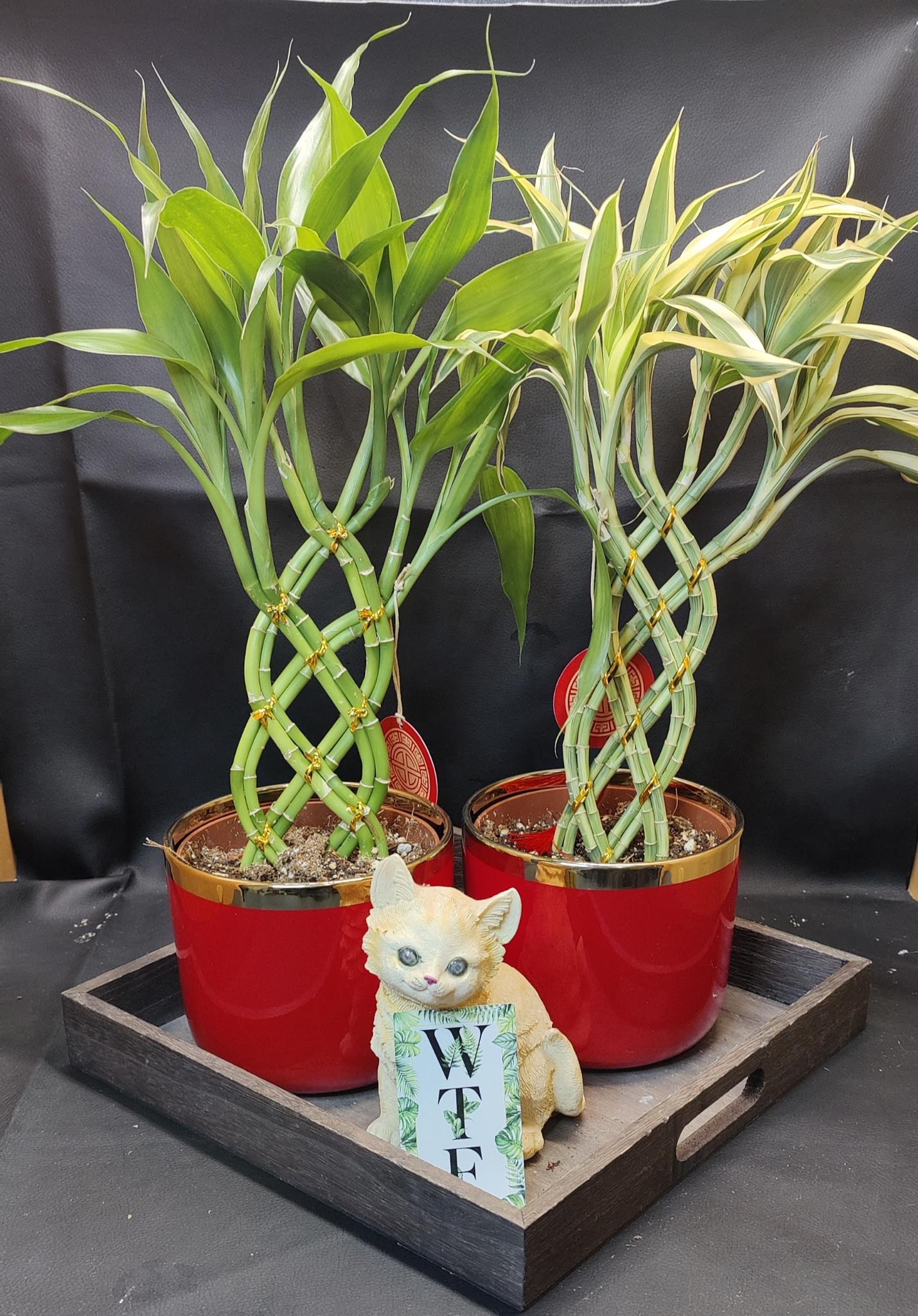 Bamboo Trellis 8 Stem Bread 5"