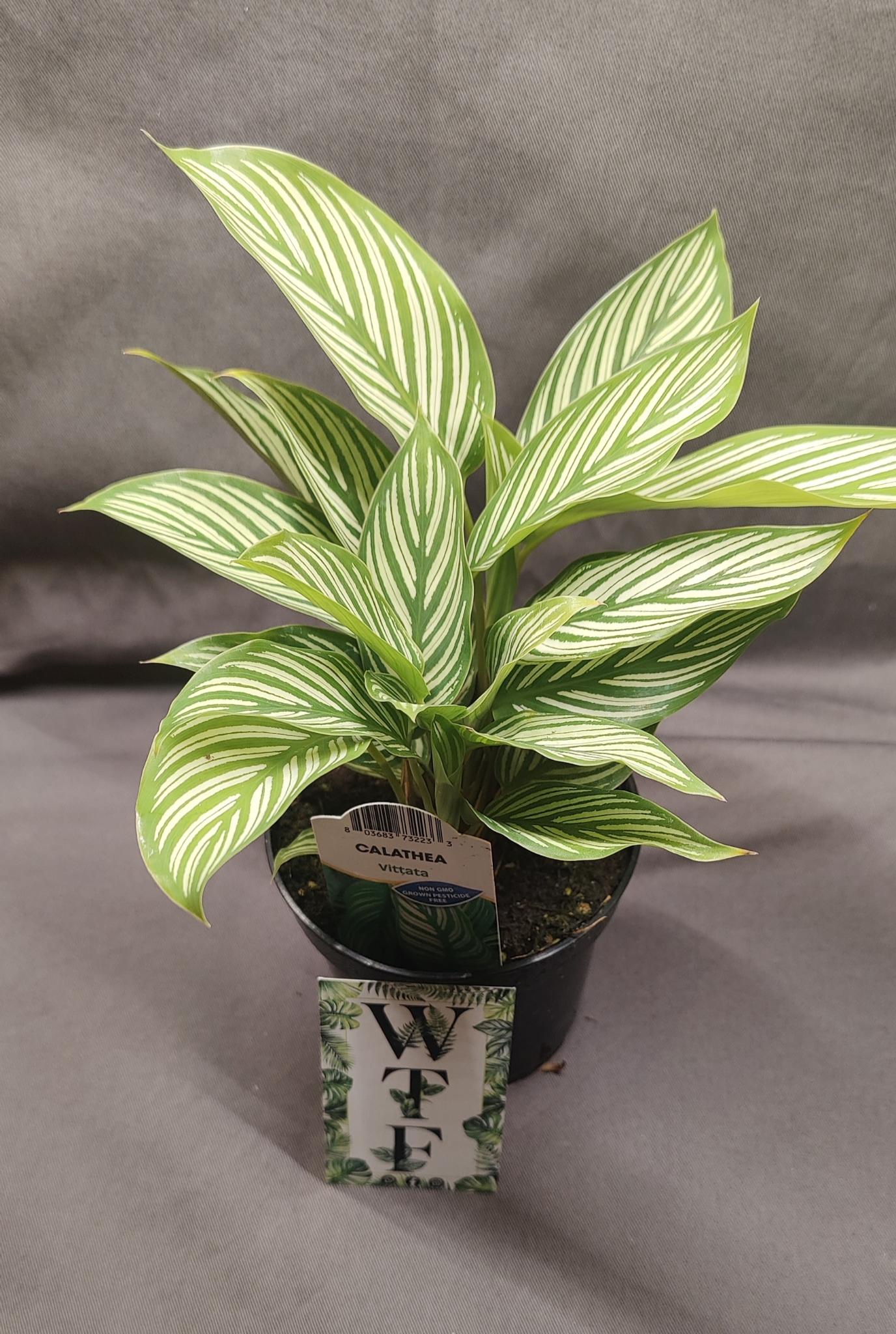 Calathea Vittata (White Star)