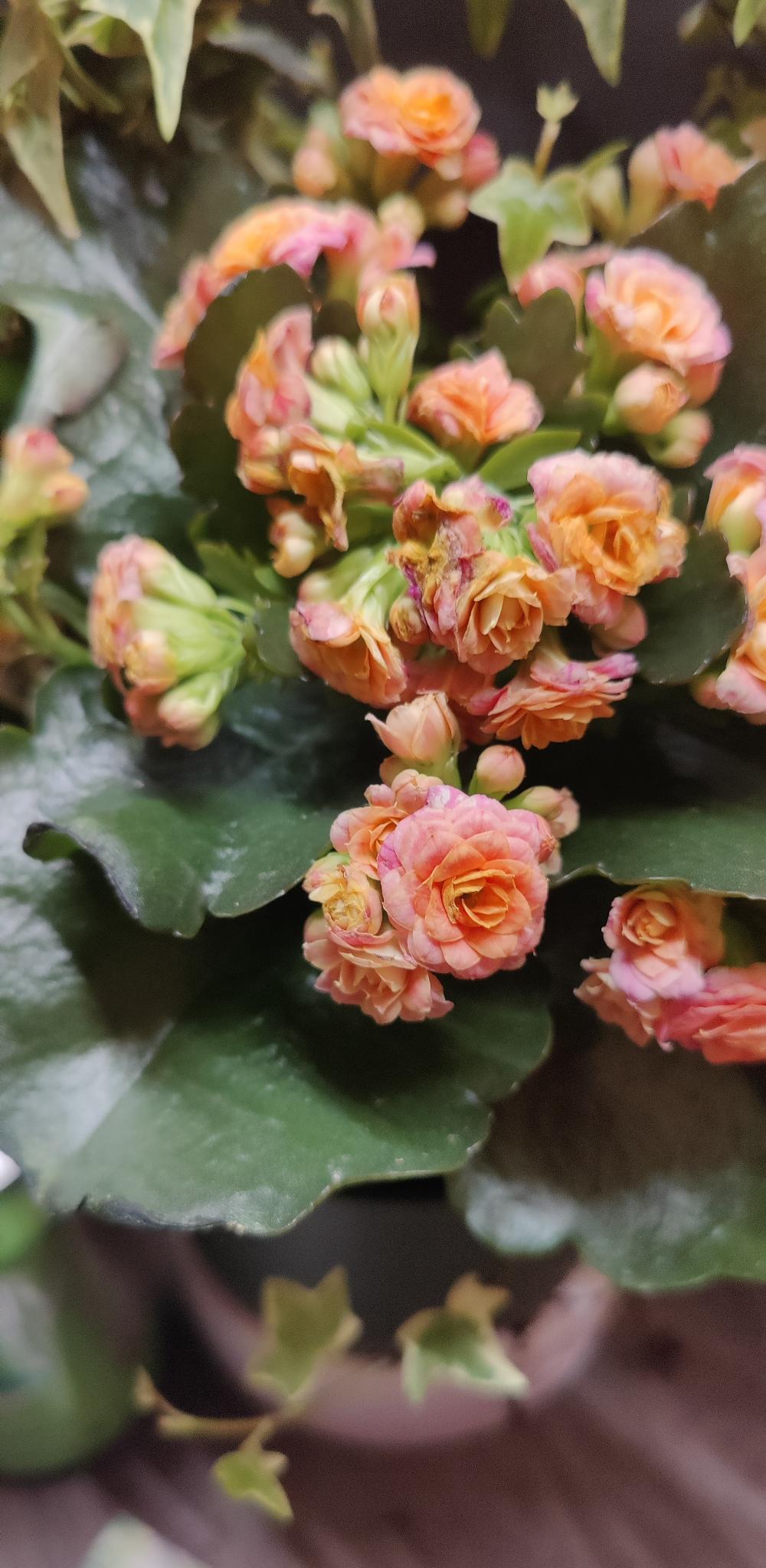 Ivy on Hoop w/ Beauties 6" pot