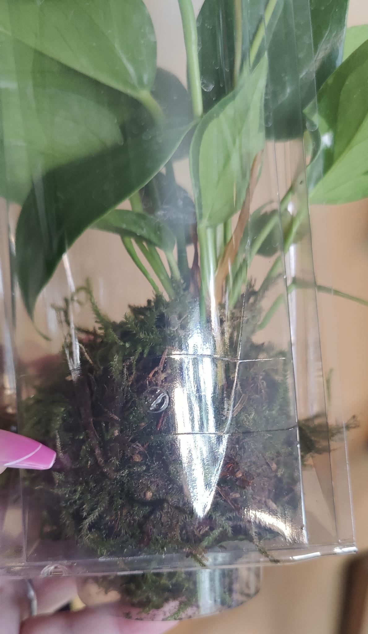 Kokedama-Living Orb 2"