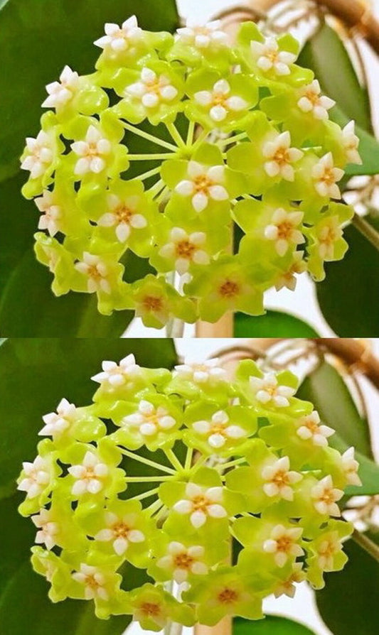 Hoya Genieve Lite Green