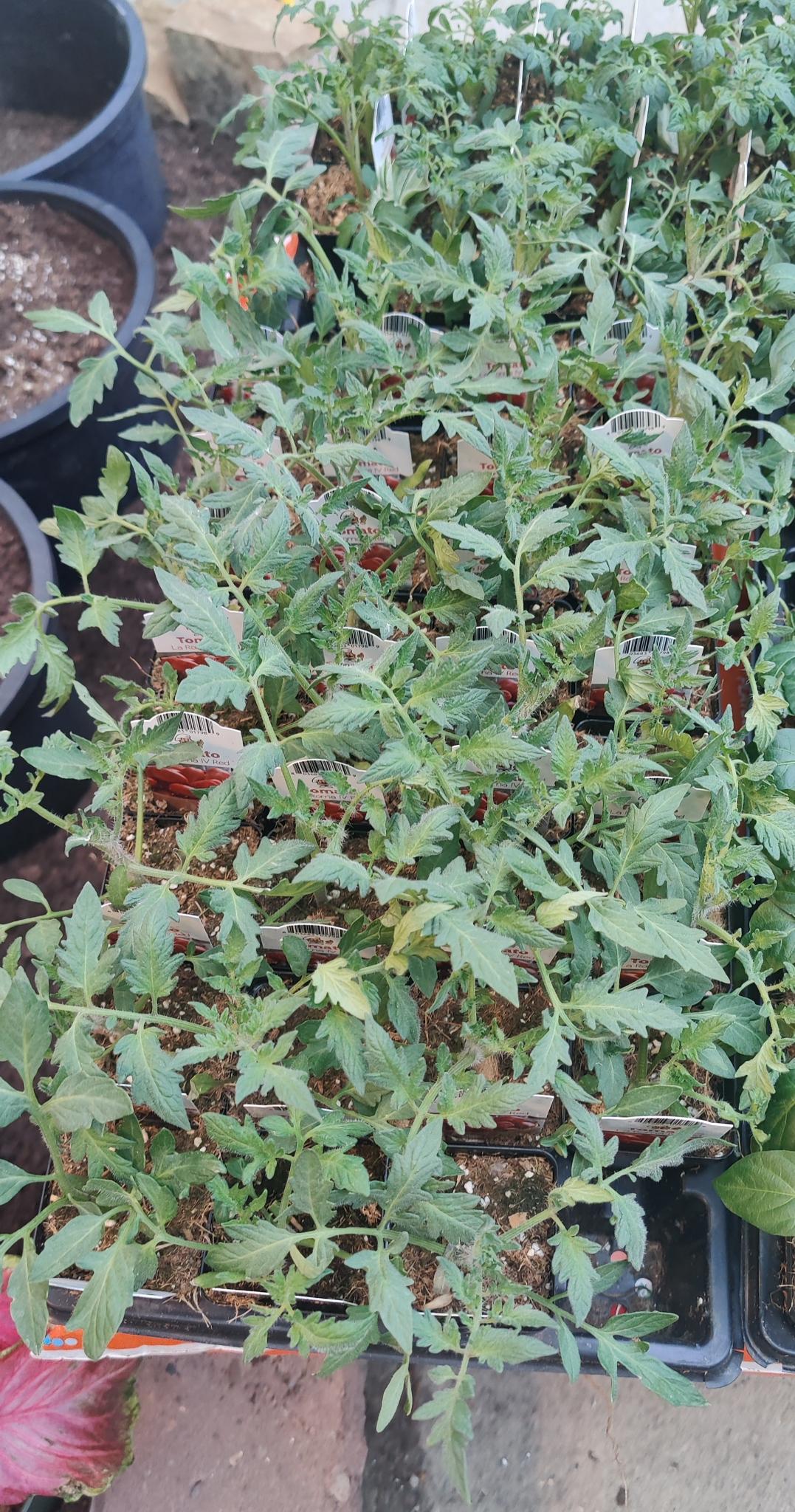 Tomato La Roma IV Red 2.5" pot