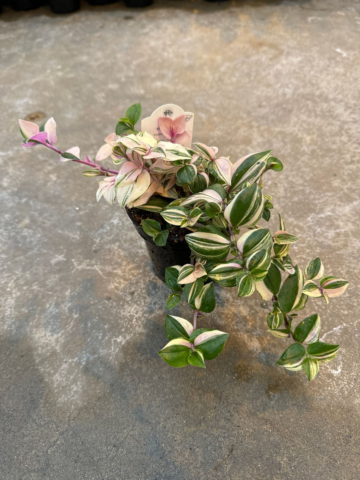 Tradescantia Pink Tricolour Rainbow