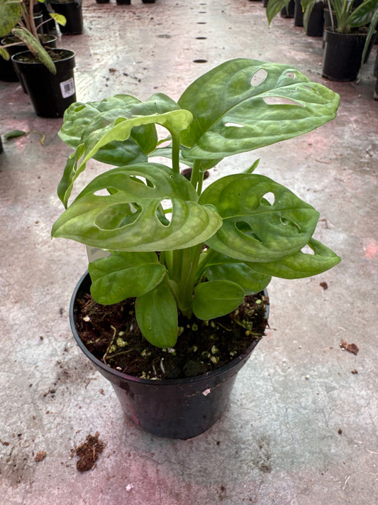 Monstera Adansonii Swiss Cheese Vine