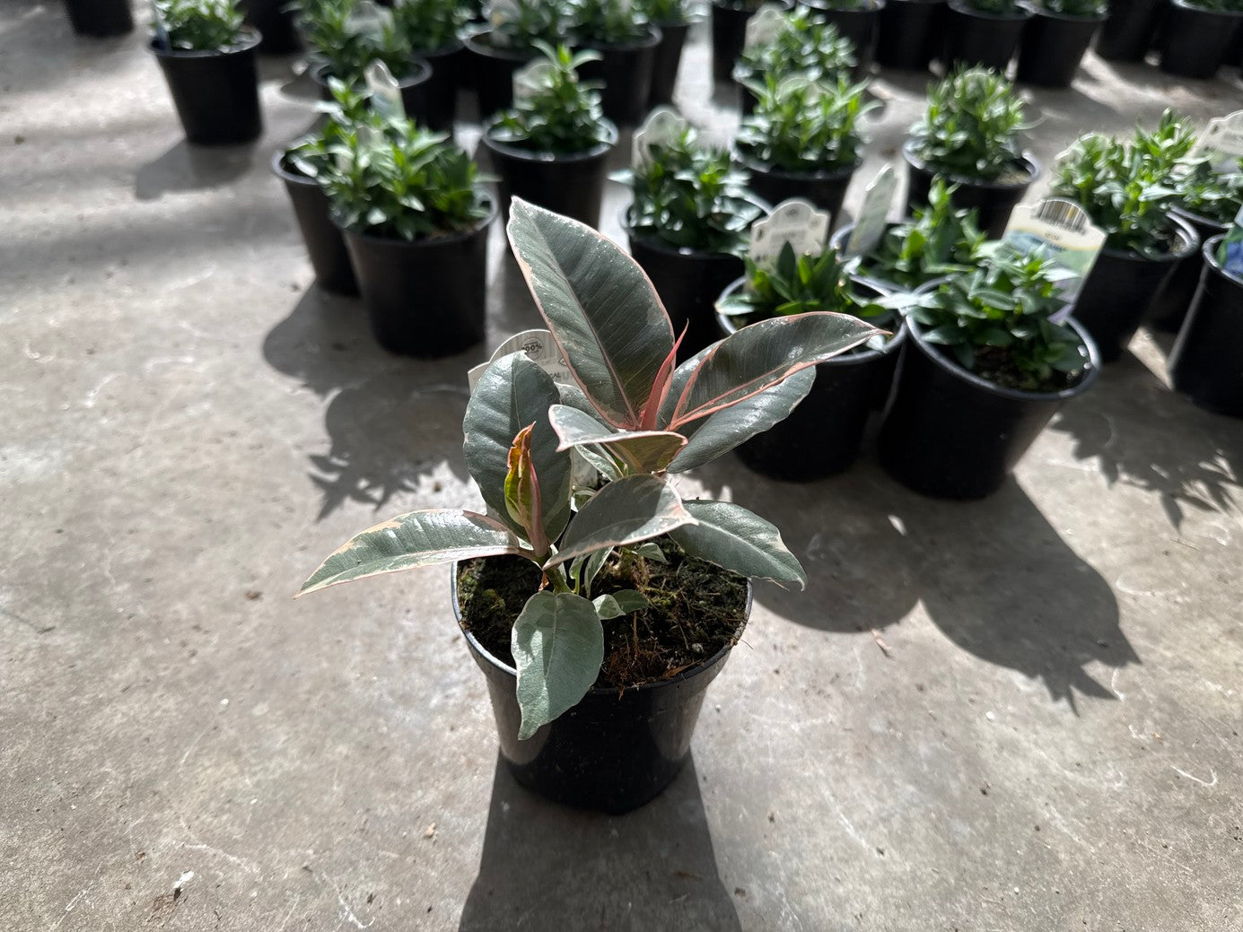 Rubber Plants