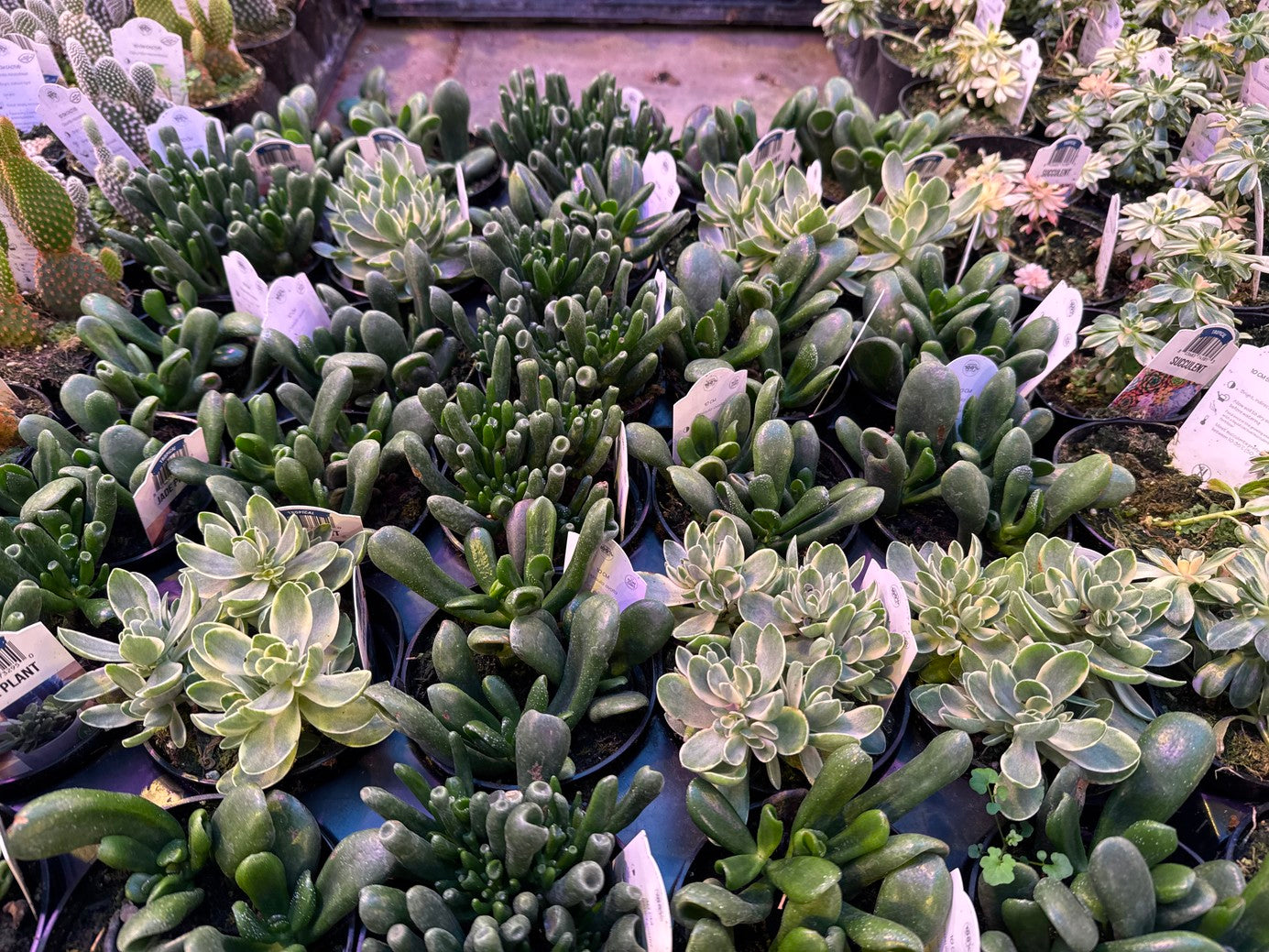 Jade Plant Assorted