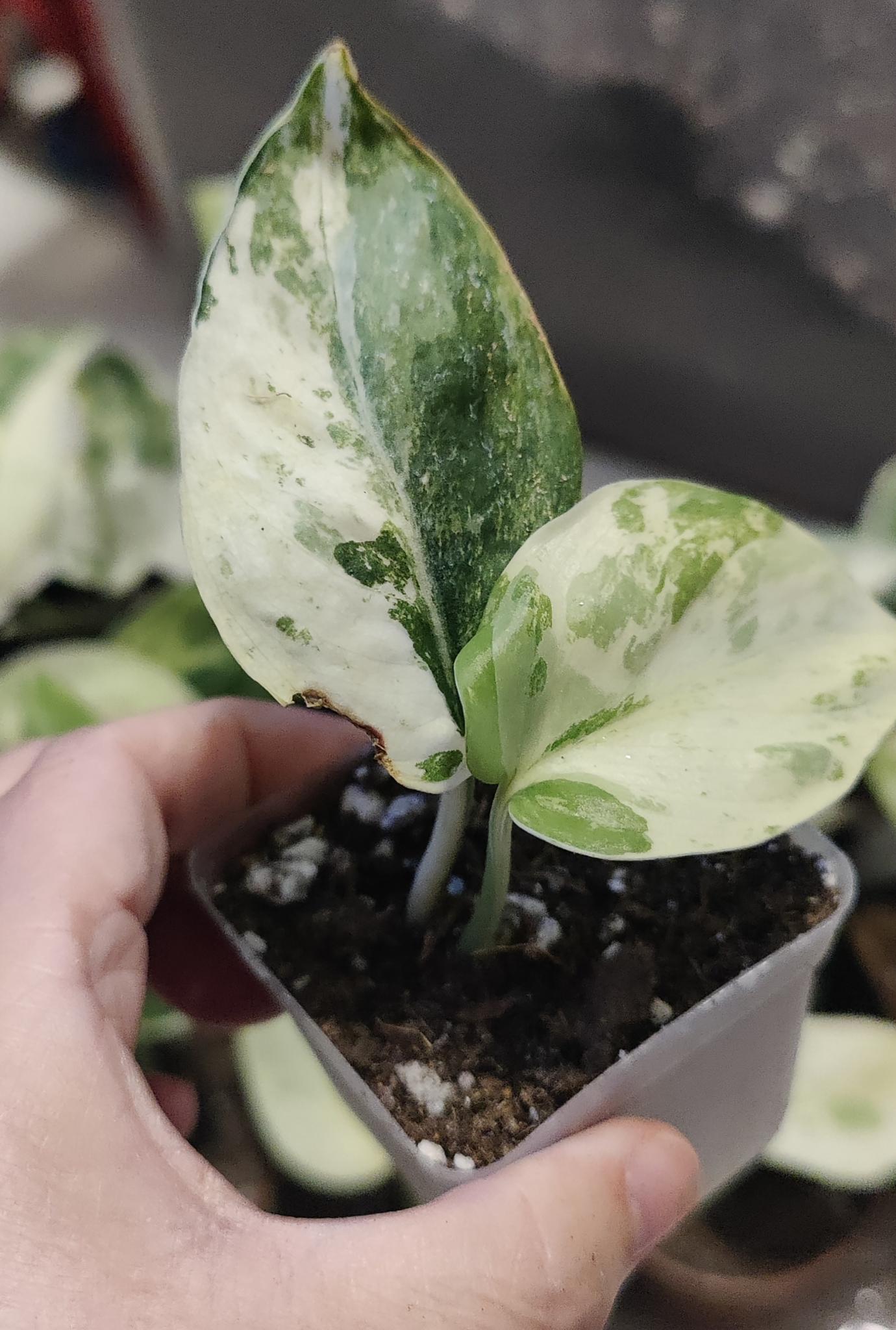 Scindpsus Variegated Dark Splash Propagation