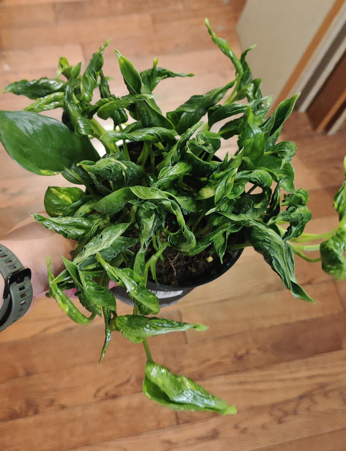 Variegated Shangri La Pothos