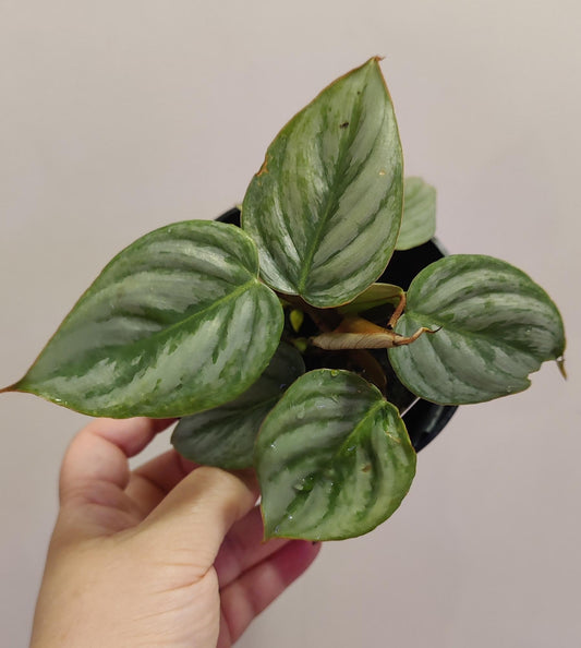 Philodendron Sodiroi Ornatum Giant Silver 4"