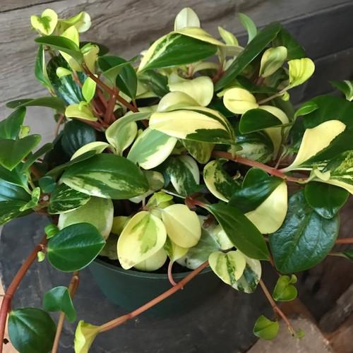 Peperomia European Trailing 4"