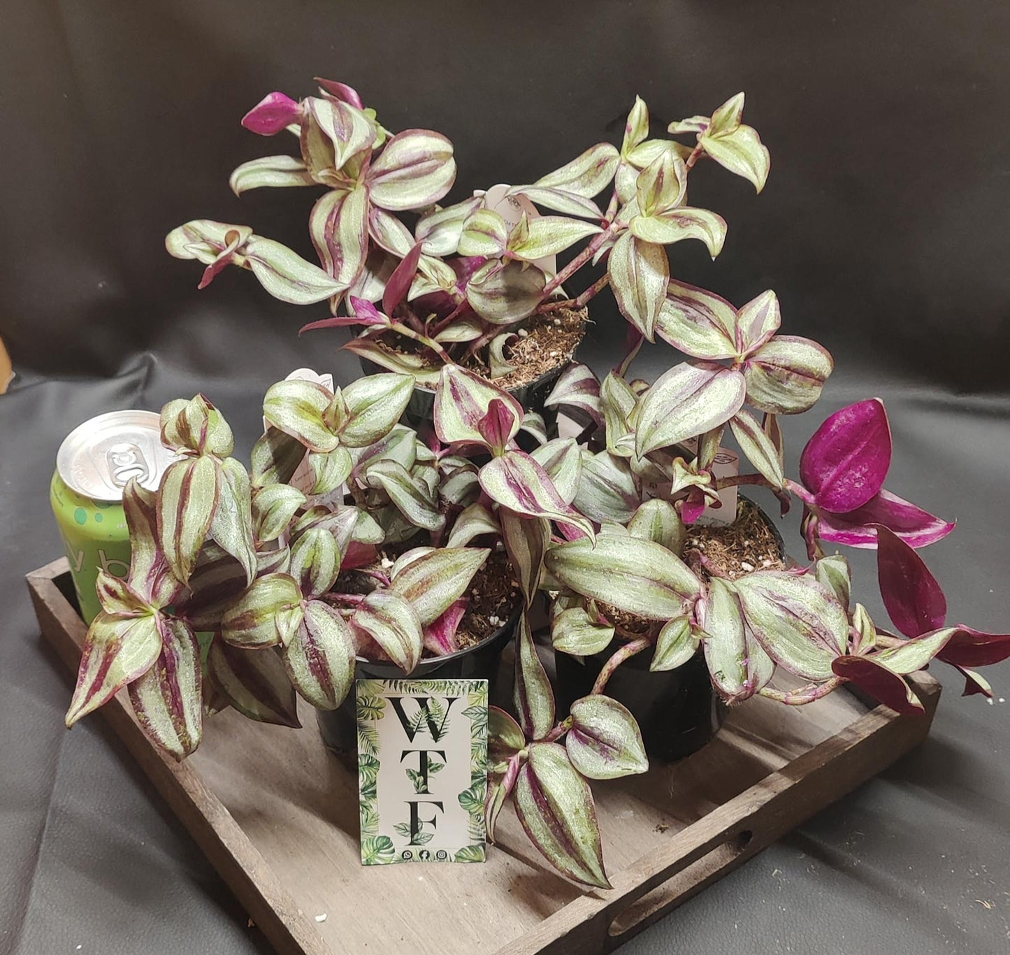 Tradescantia Assorted