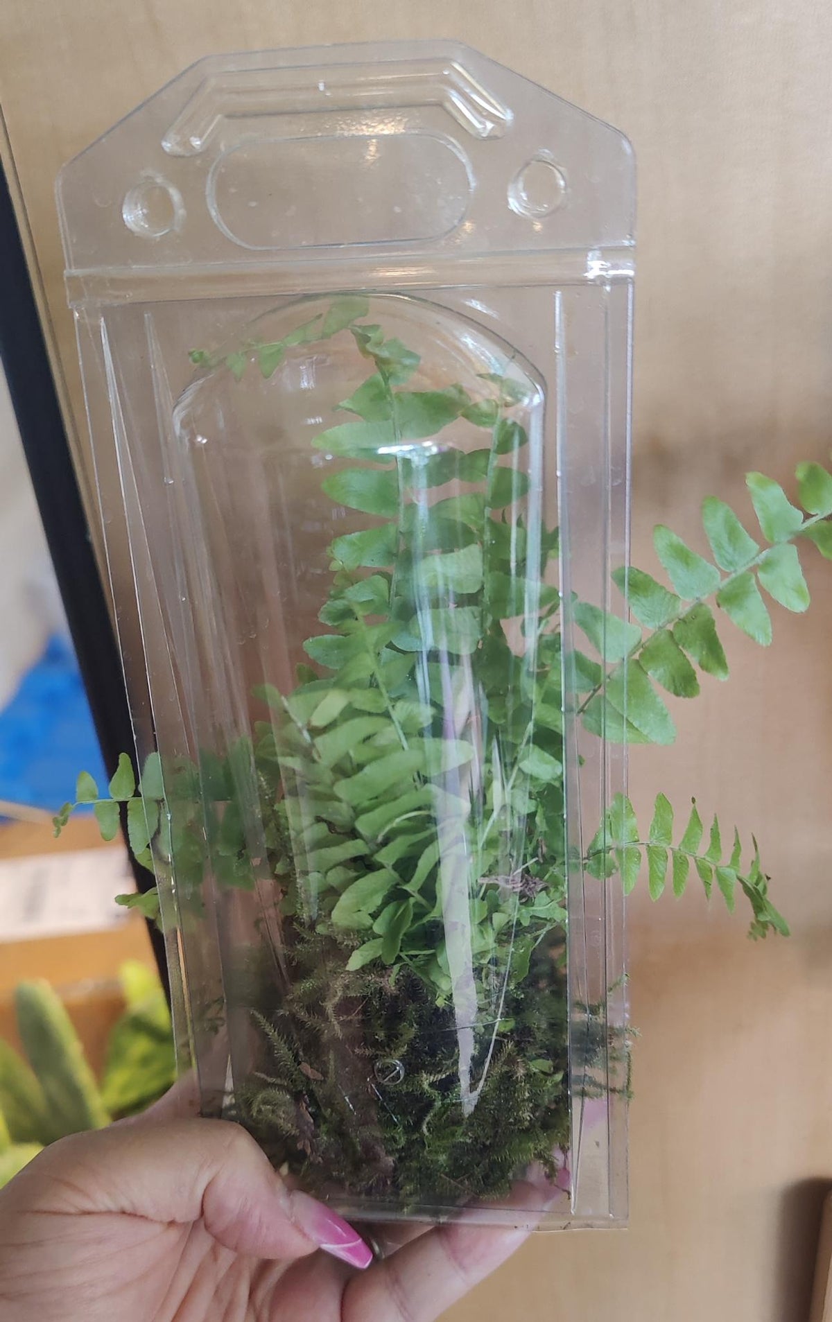 Kokedama-Living Orb 2"
