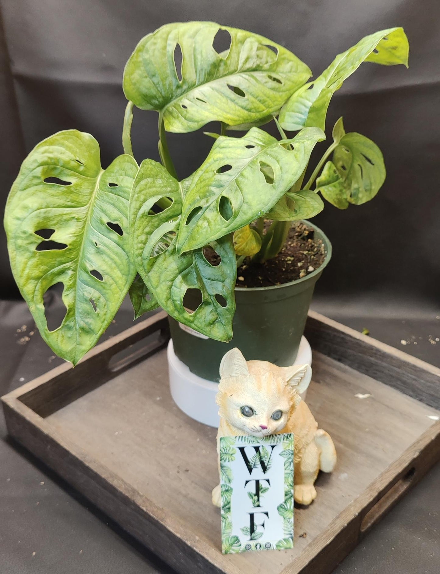 Monstera Adansonii Swiss Cheese Vine