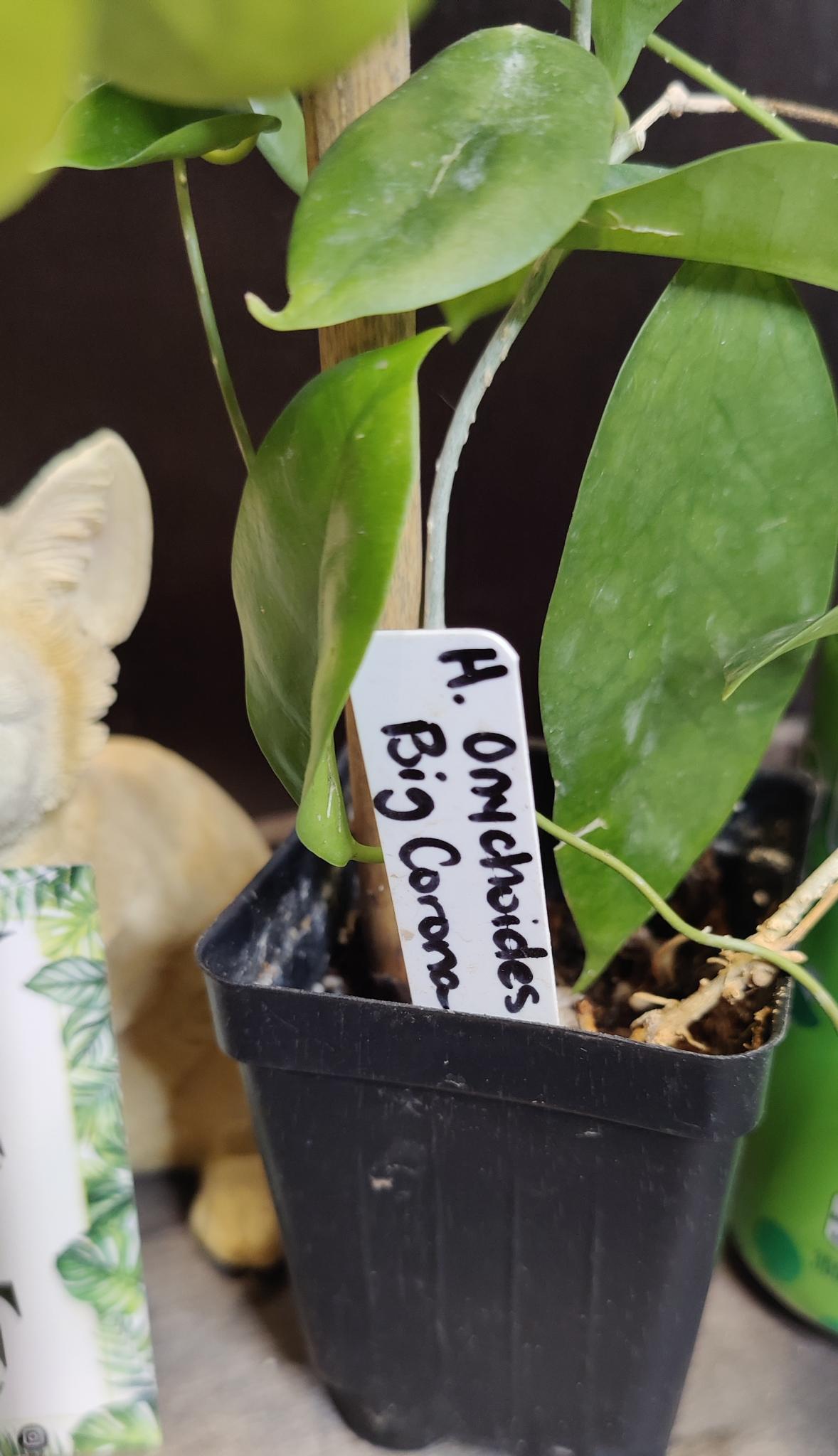 Hoya Onychoides "Big Corona"