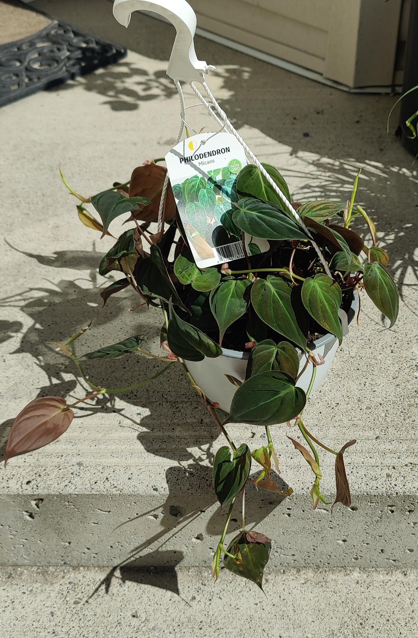 Philodendron Micans