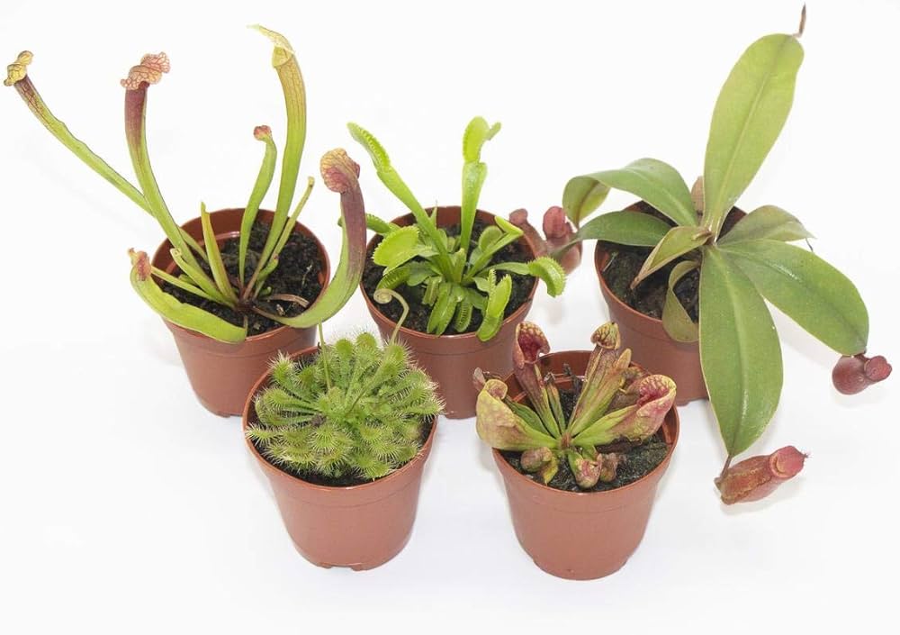 Assorted Carnivorous 2"