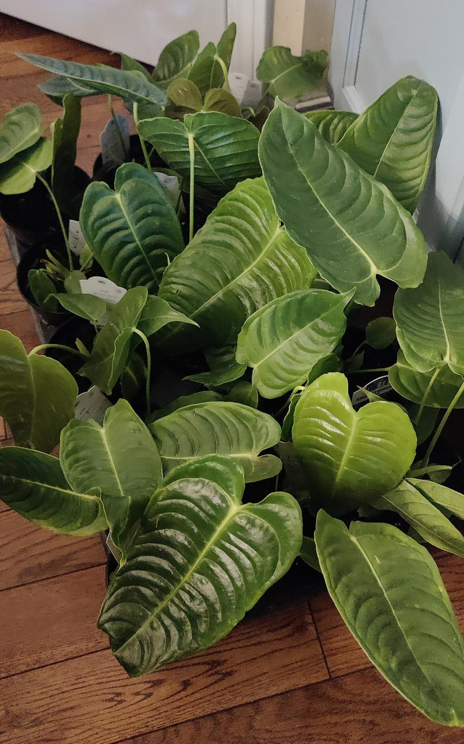 Anthurium King Veitchii