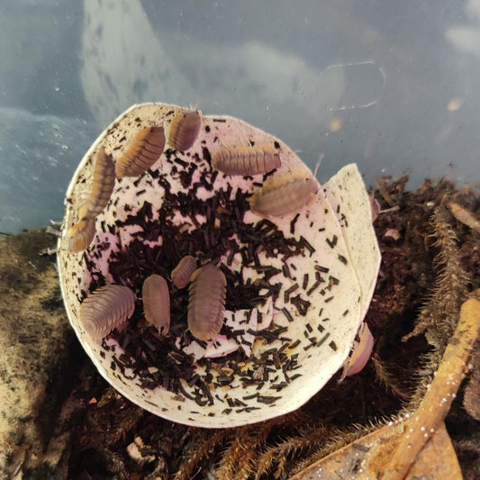 Cubaris sp. - Red Edge Isopods