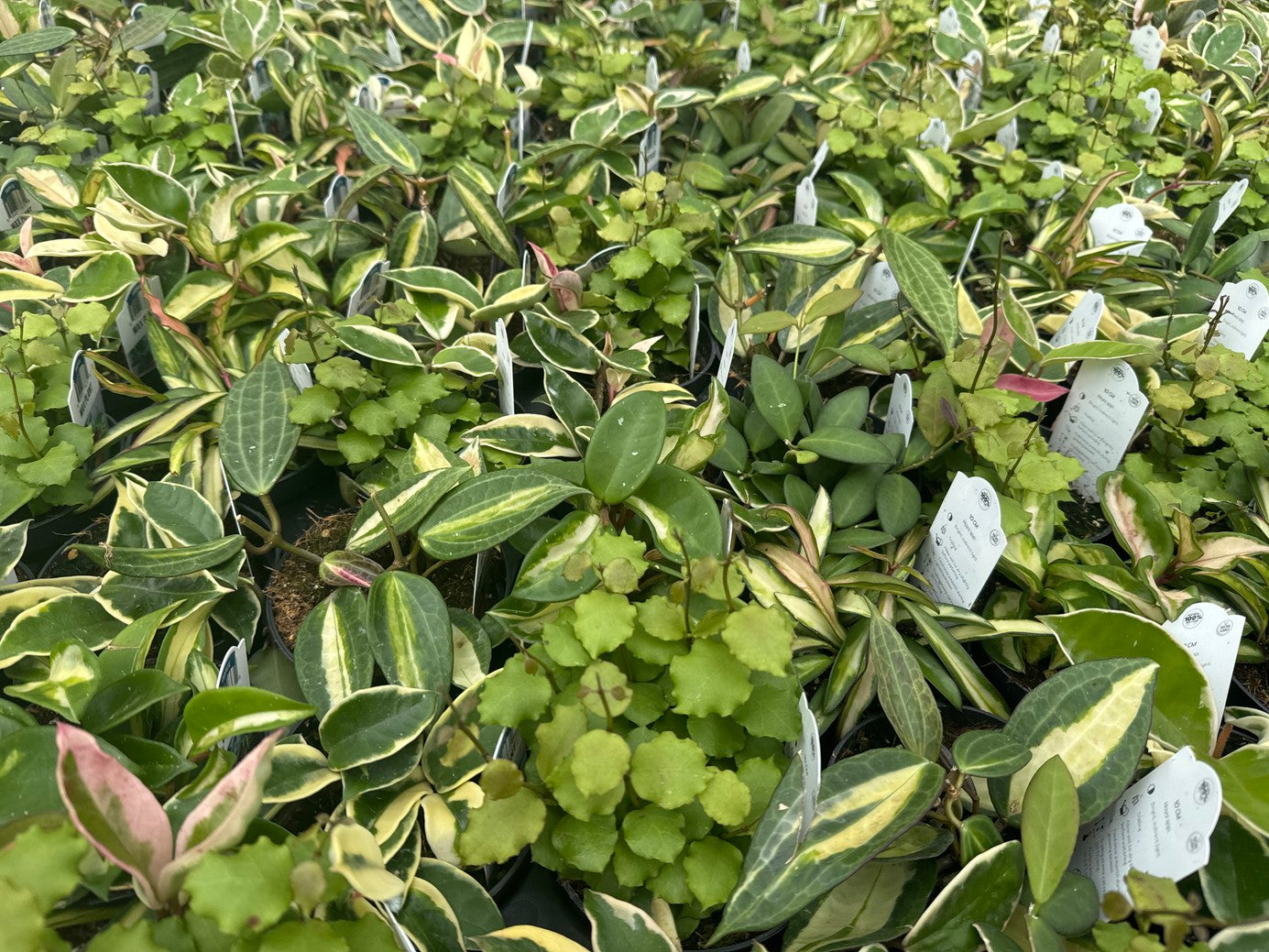 Common Potted Hoyas