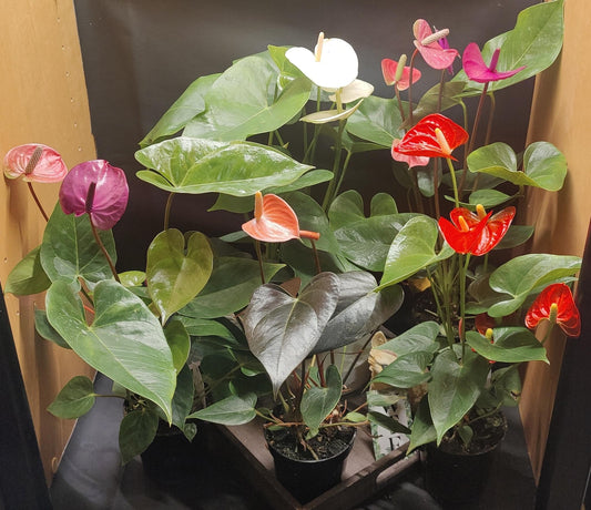 Anthurium Assorted Colour