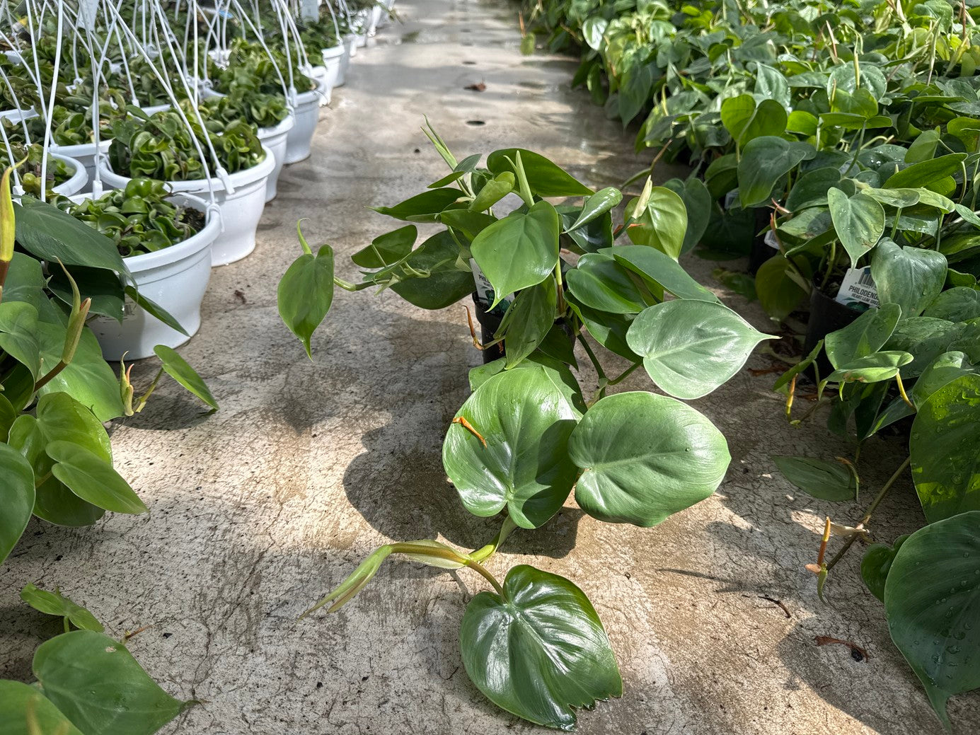 Philo. Heart Leaf Green