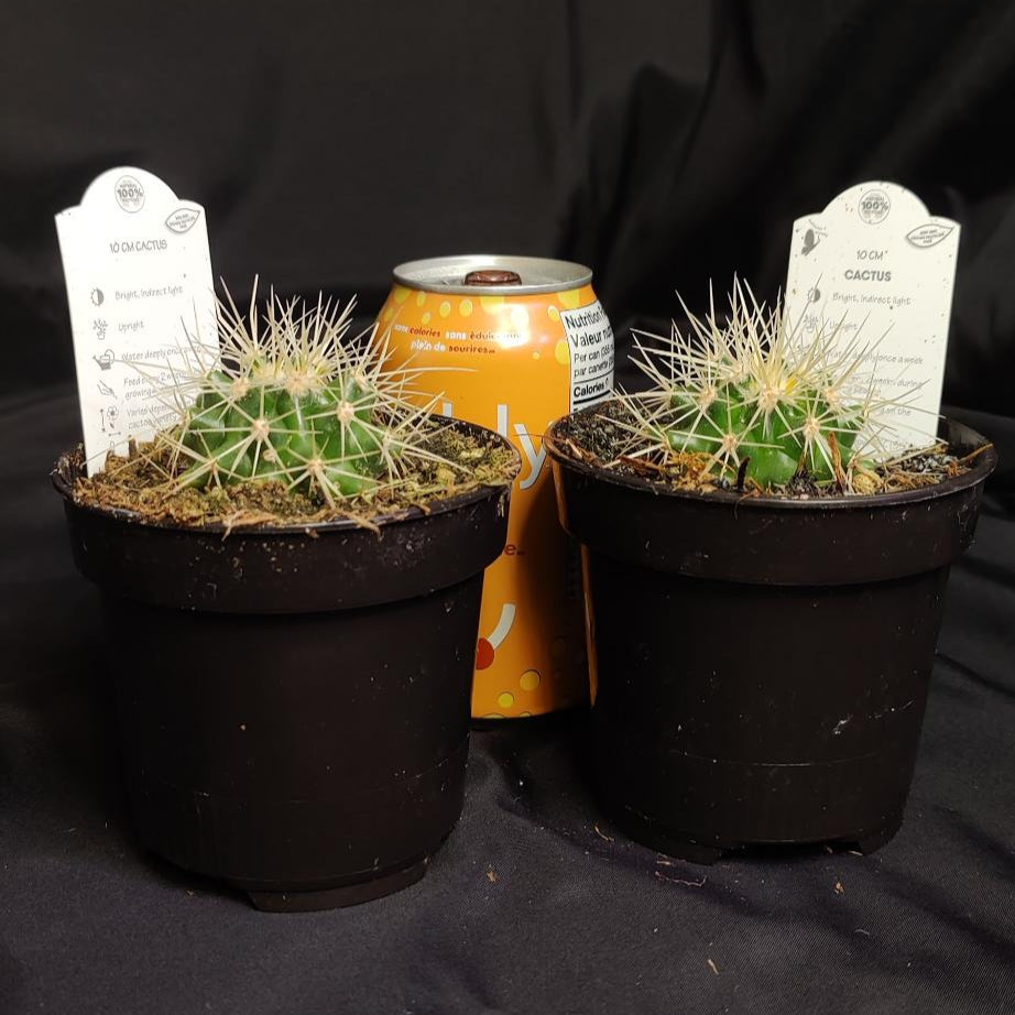 Cactus Assorted