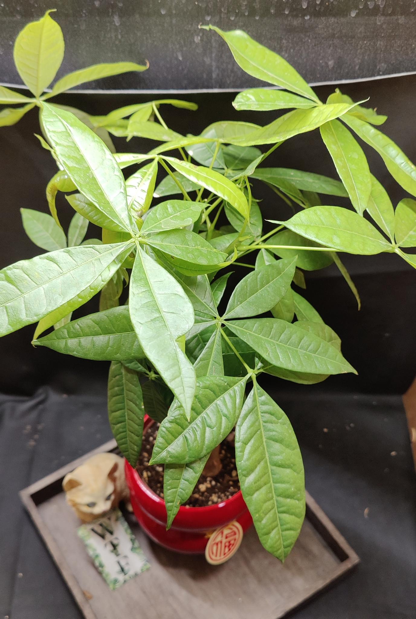 Lunar new year money tree