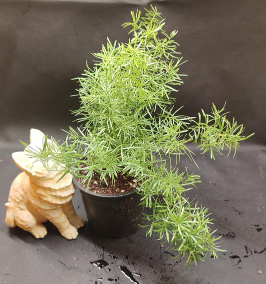 Fuzzy Asparagus Fern