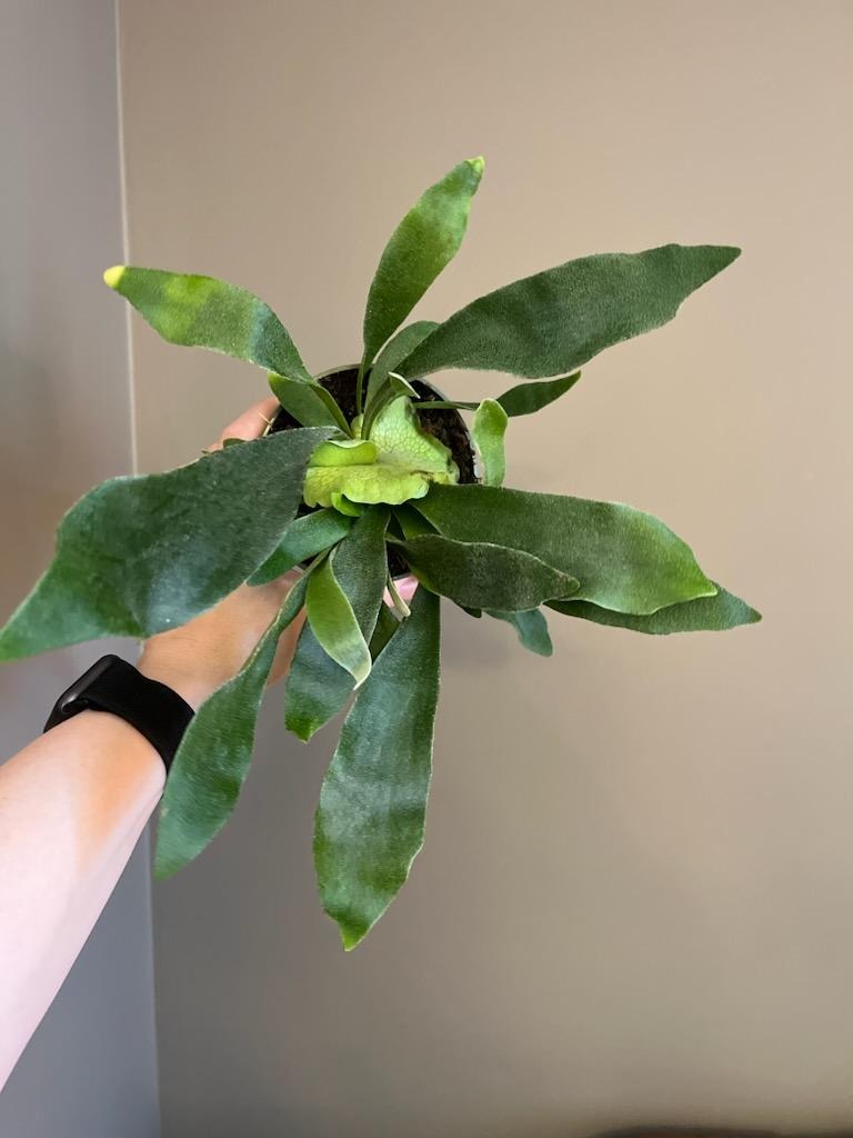 Staghorn Fern Bifurcatum
