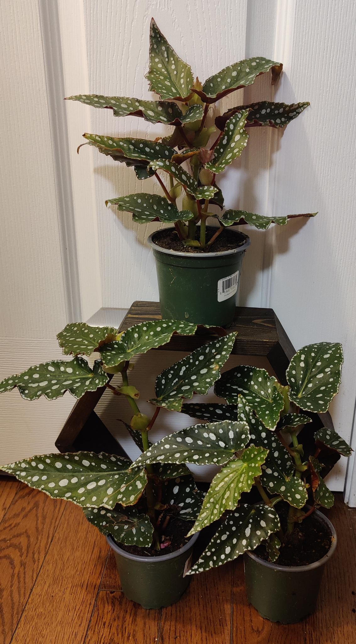 Begonia Maculata Polka Dot