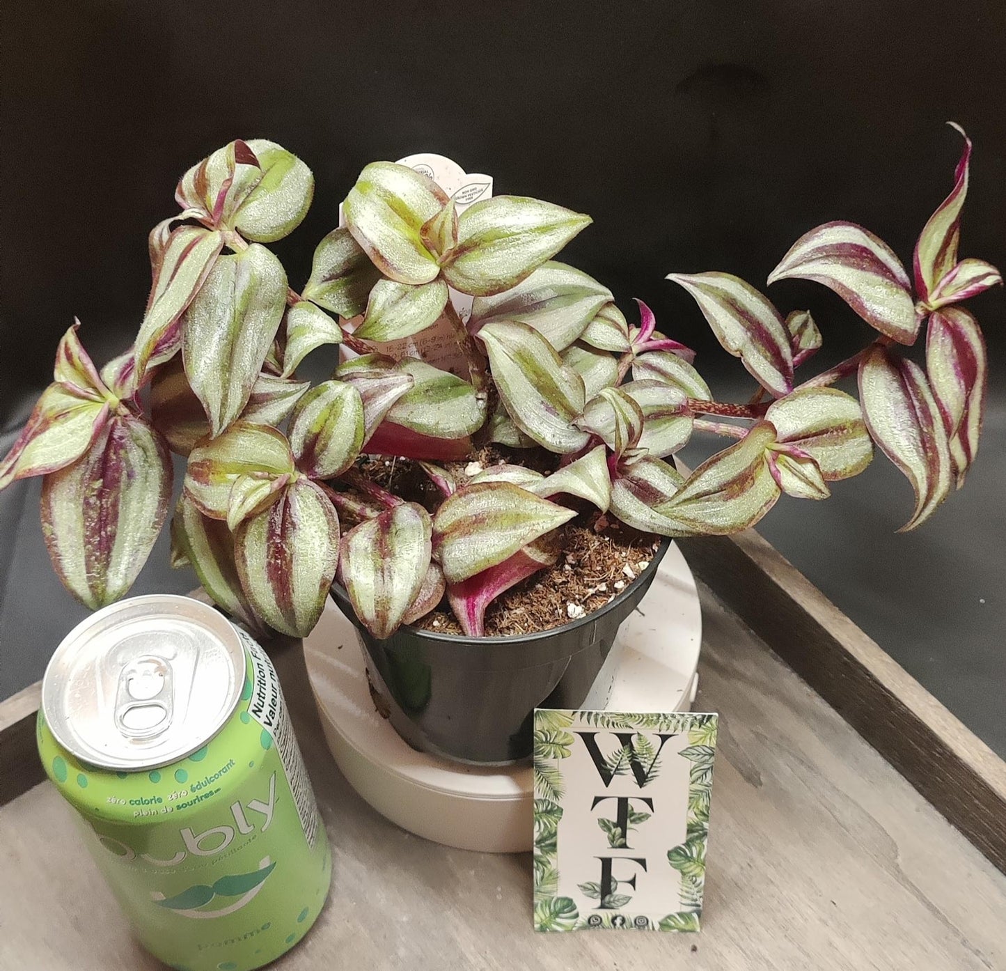 Tradescantia Assorted