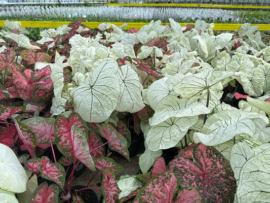 Caladium 6" Pot