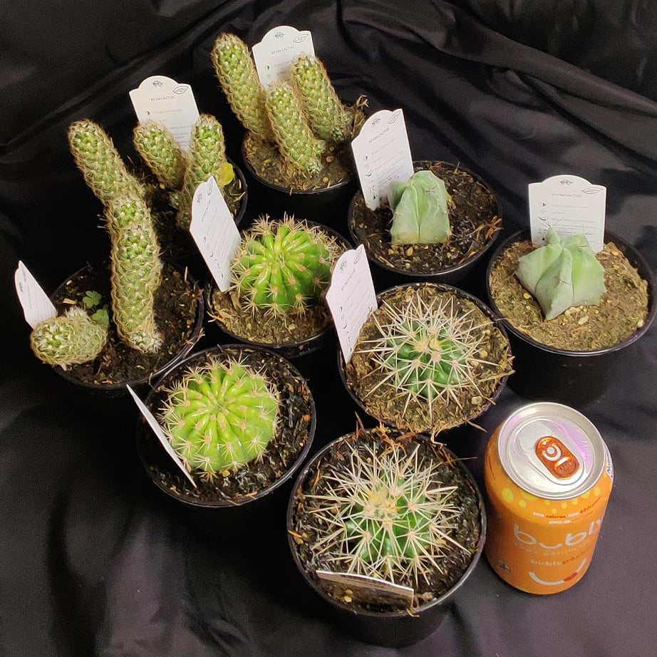 Cactus Assorted