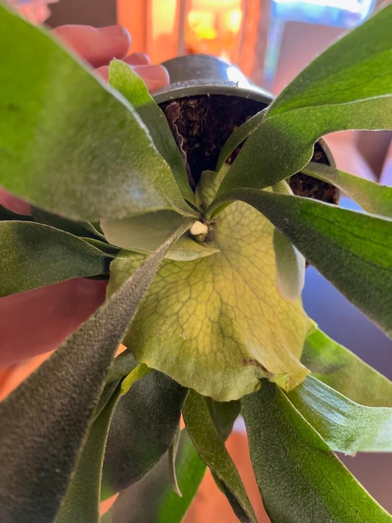 Staghorn Fern Bifurcatum