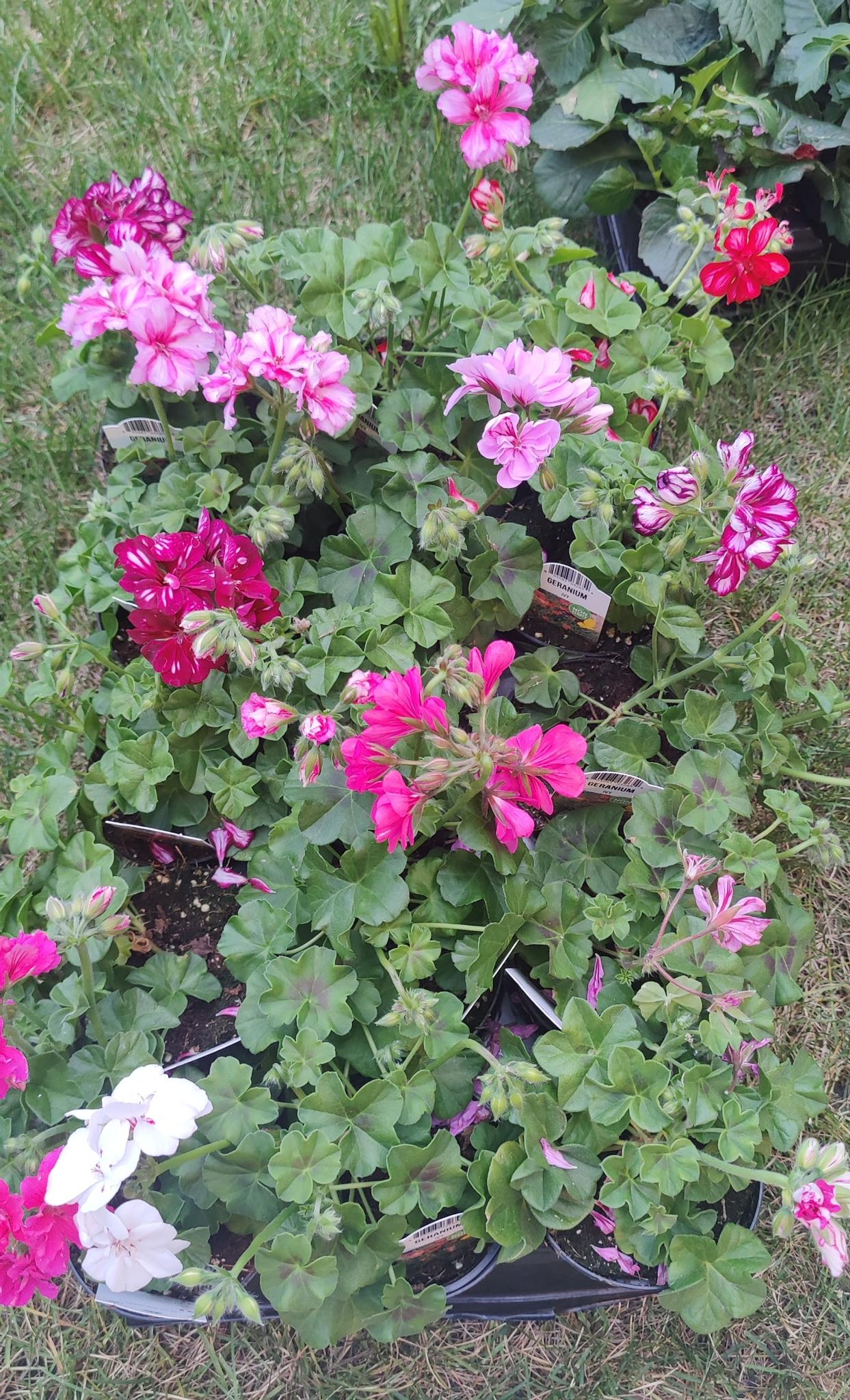 Geranium, Ivy Assorted Colours 4" pot
