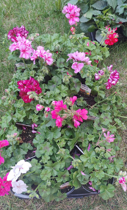 Geranium, Ivy Assorted Colours 4" pot