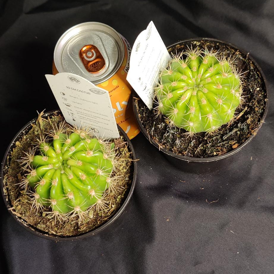 Cactus Assorted