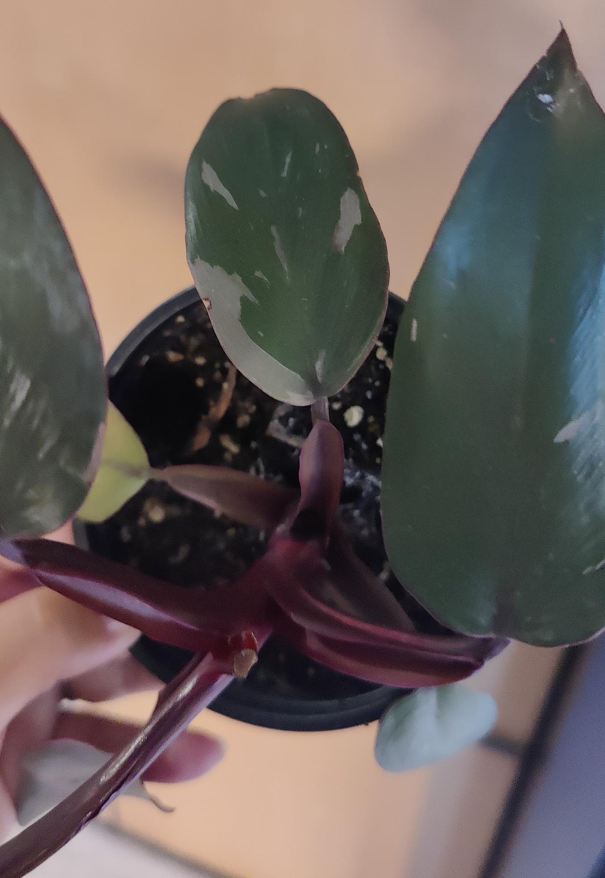 Philodendron Pink Princess (low variegation 4"
