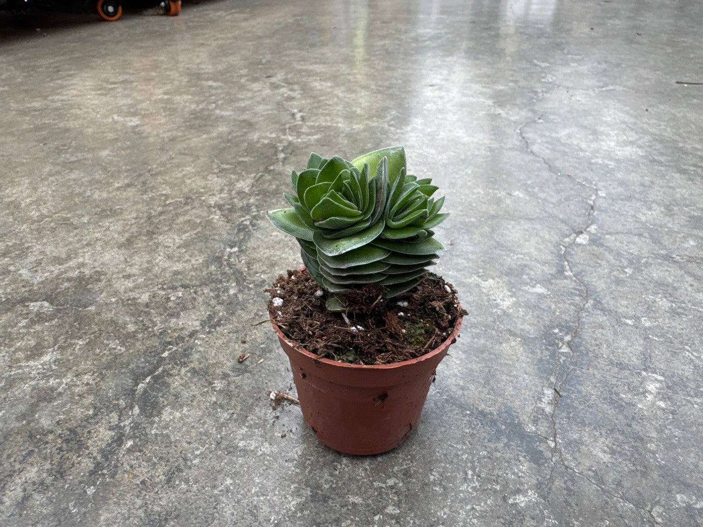 Crassula Buddha's Temple