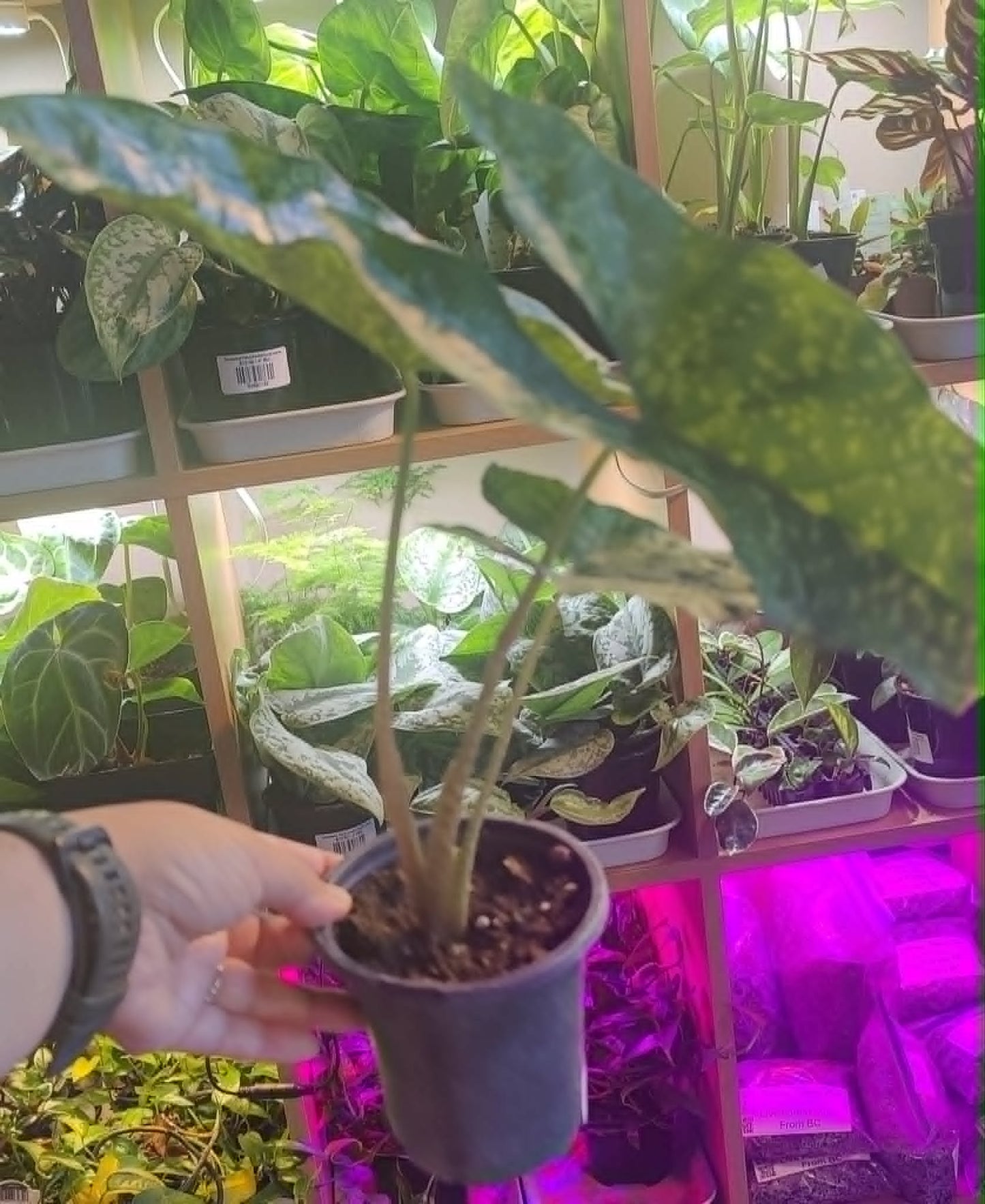 Alocasia Shattered Glass