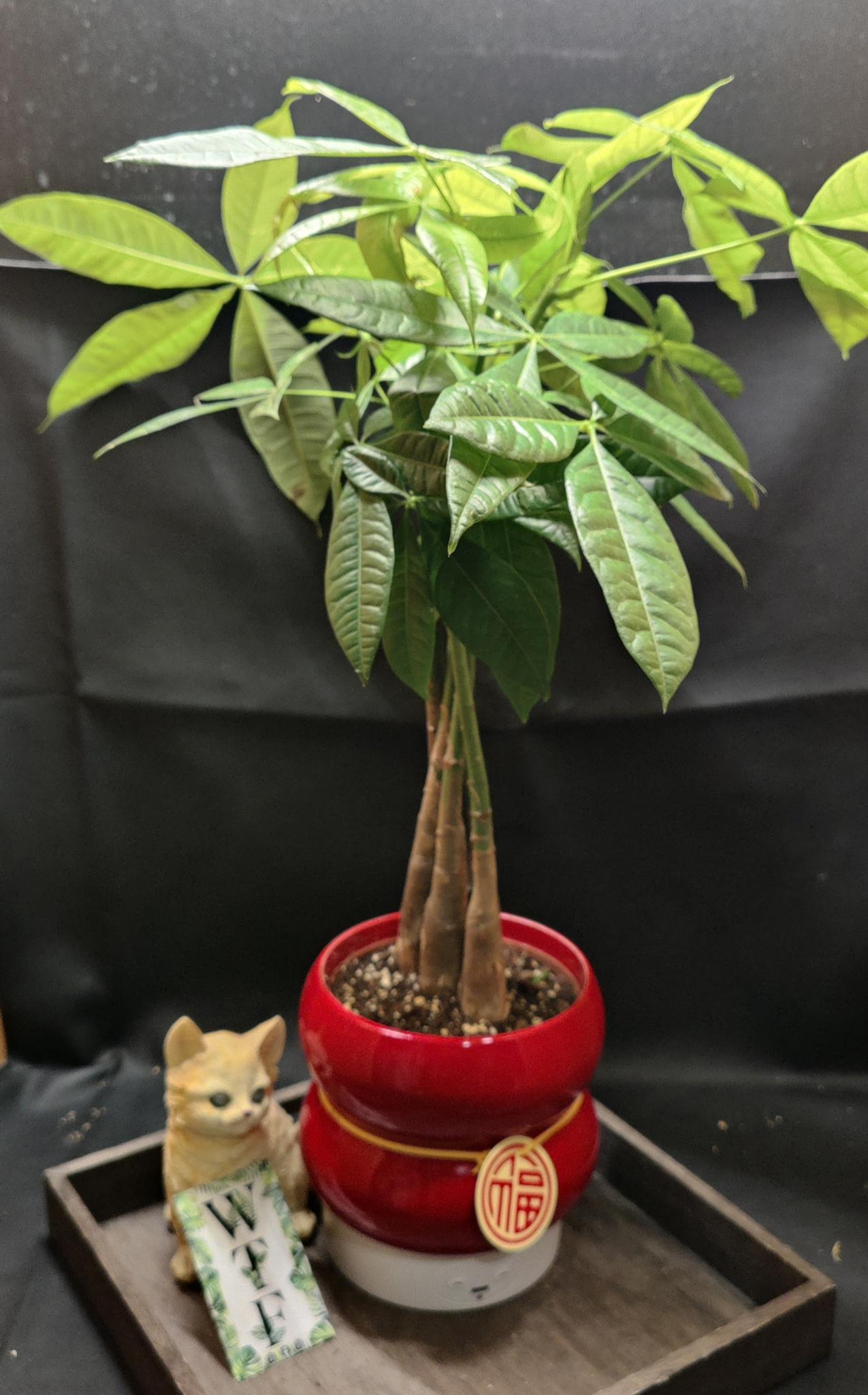 Lunar new year money tree